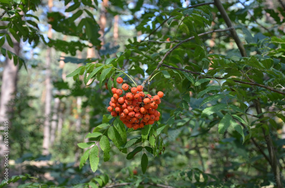 Plants in the summer deciduous forest red rowan Plants in the summer deciduous forest red rowan