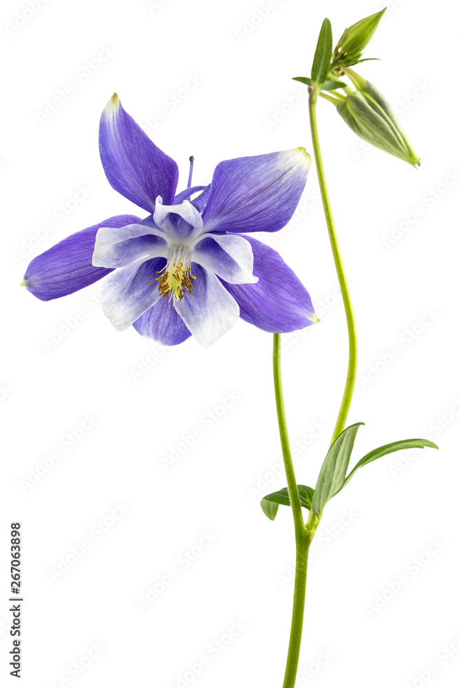 Violet flower of aquilegia, blossom of catchment closeup, isolated on white background Violet flower of aquilegia, blossom of catchment closeup, isolated on white background