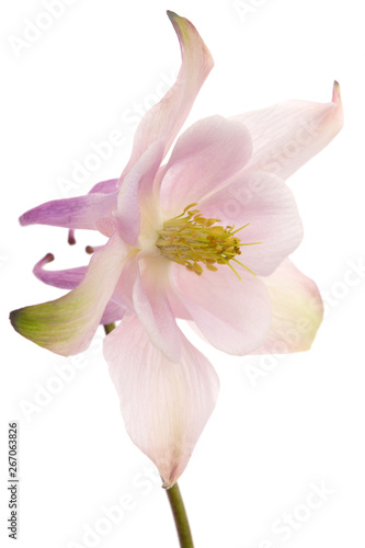 Rosy flower of aquilegia, blossom of catchment closeup, isolated on white background