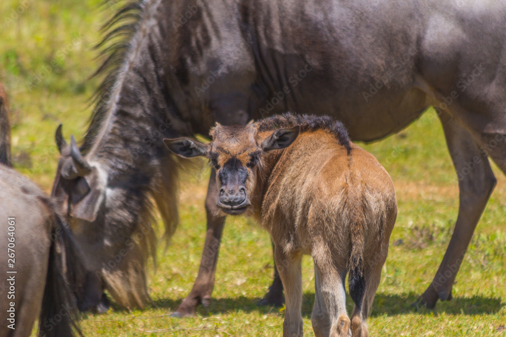 Fototapeta premium baby wildebeest and mother