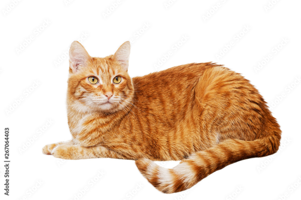 Portrait of a lying ginger cat isolated on white Portrait of a lying ginger cat isolated on white