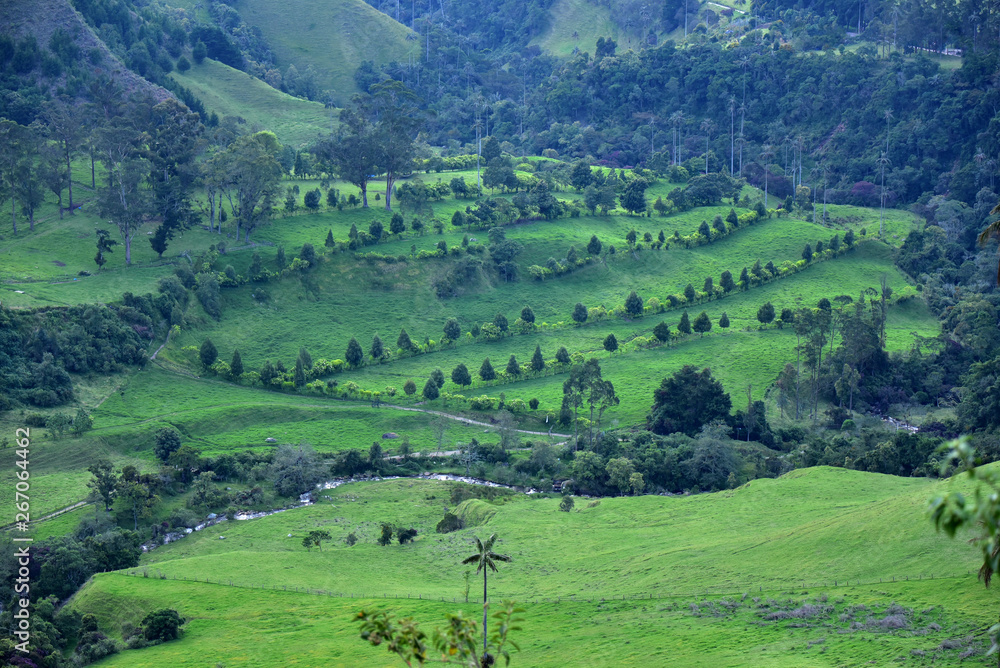 Vivid green landscape in Los Nevados National Park. Cocora Valley near Salento, Colombia