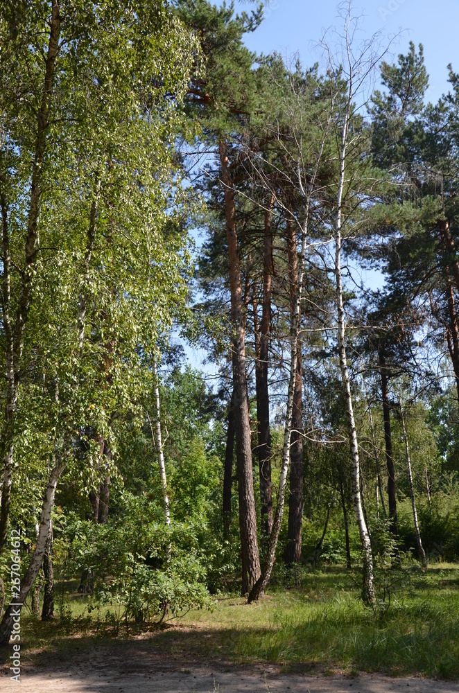 forest tree nature green landscape park forest tree nature green landscape park
