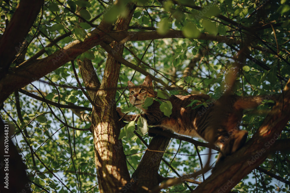 Cat in a tree Cat in a tree