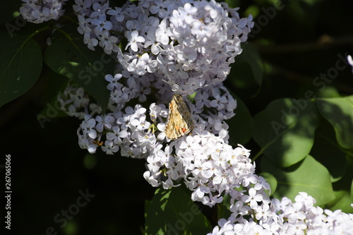 Butterfly Vanessa cardui on lilac flowers. Pollination blooming lilacs. photo