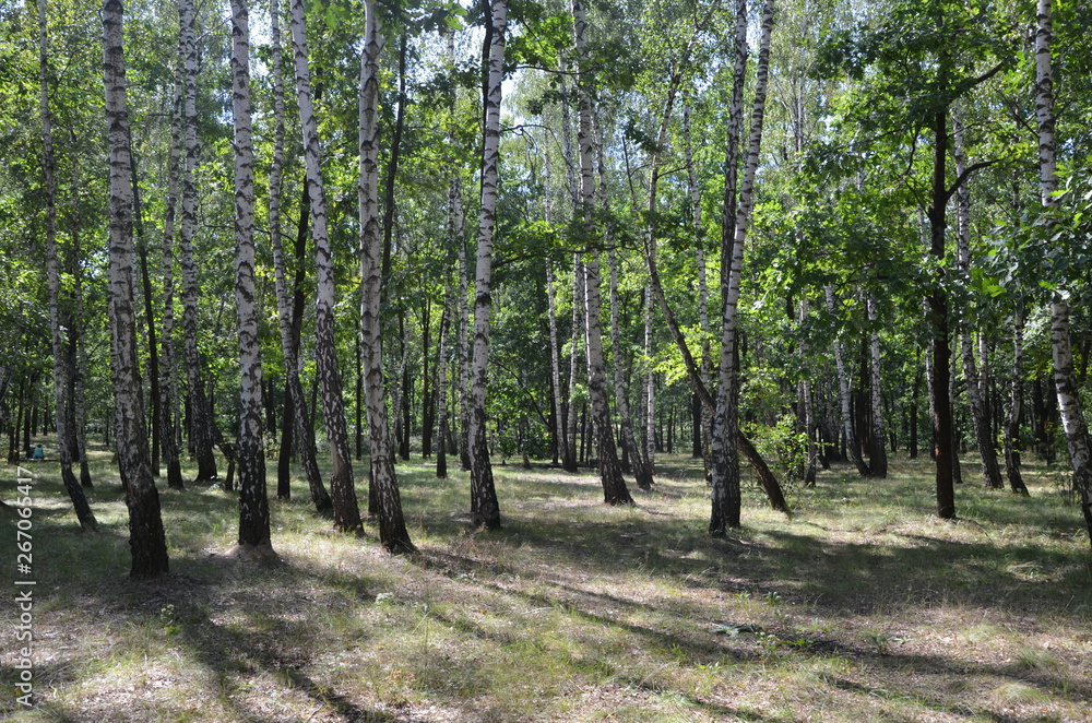forest tree nature green landscape park forest tree nature green landscape park