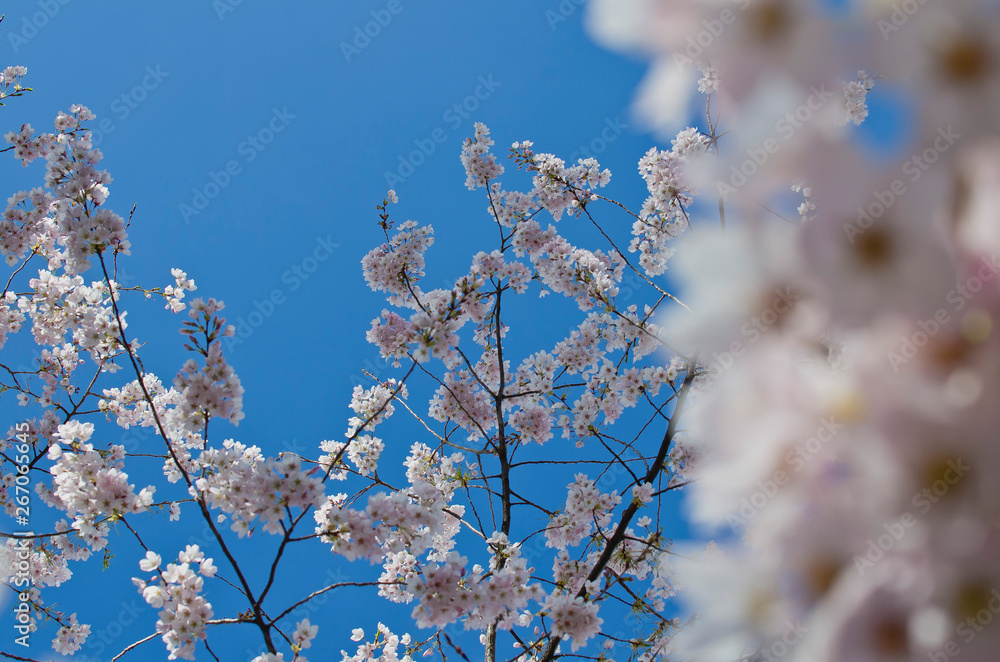 Looking up through the soft pink cherry tree blossoms in the clear spring season. Looking up through the soft pink cherry tree blossoms in the clear spring season.