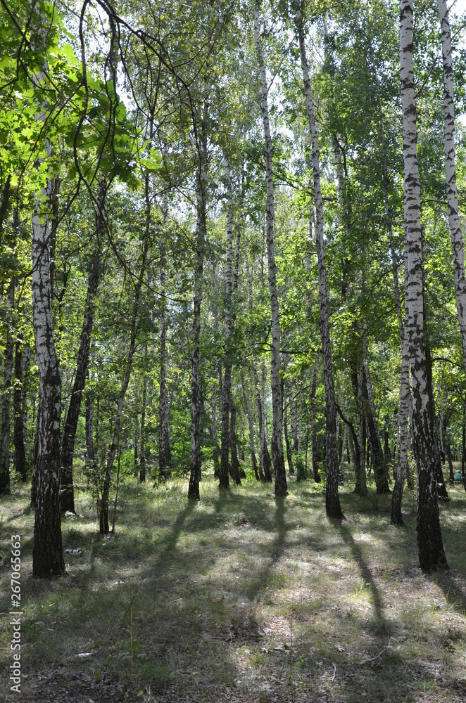 forest tree nature green landscape park forest tree nature green landscape park