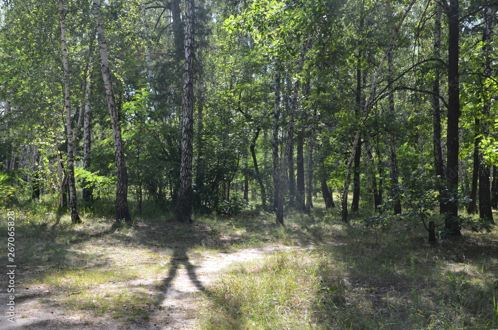 Obraz premium forest tree nature green landscape park