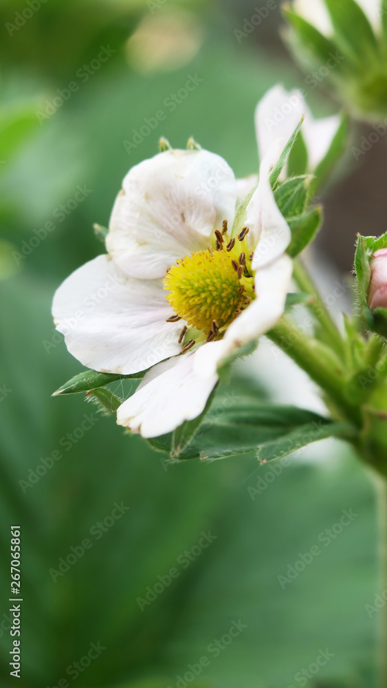 Erdbeerblüte Nahaufnahme mit grünen Blättern im Hintergrund Erdbeerblüte Nahaufnahme mit grünen Blättern im Hintergrund