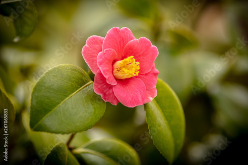 red flower in the garden