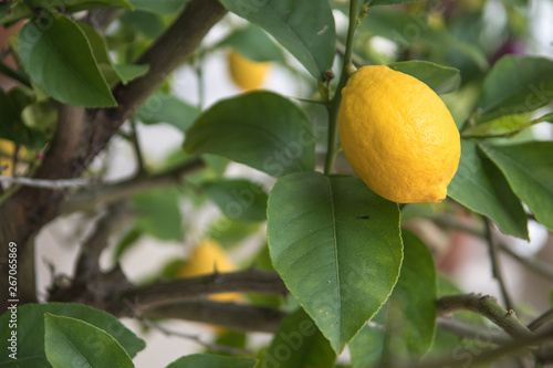 Imperial lemon citrus tree