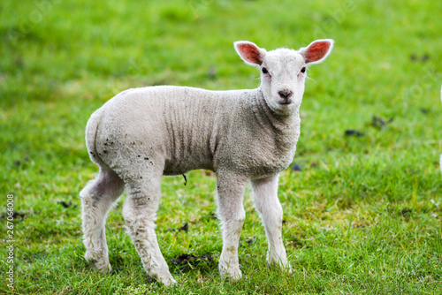 A small lamb grazing on the grass in England.