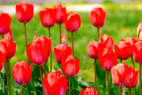 Fototapeta Naklejka Na Ścianę i Meble -  Colorful flower beds during the annual April tulip festival in Istanbul