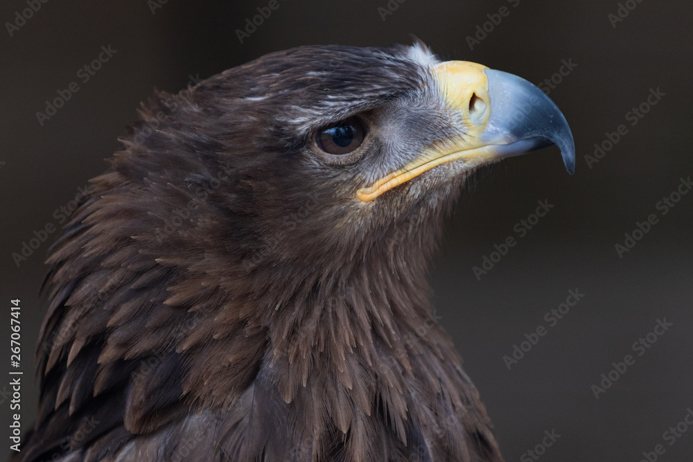 Obraz premium Falcon Bird