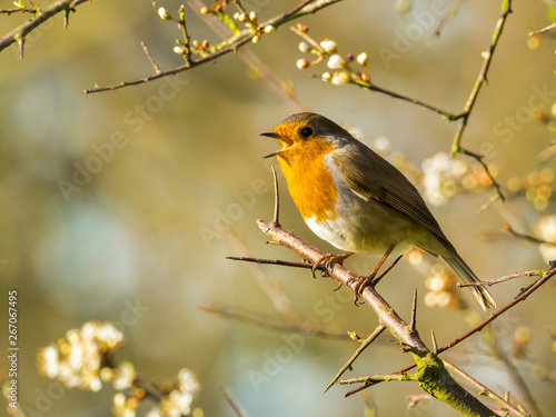 Robin and a Spring Song. A Robin (Erithacus rubecala) is a familiar garden and woodland bird. This Robin was enjoying a joyous song on a beautiful spring day in Laugharne, Wales. © postywood1
