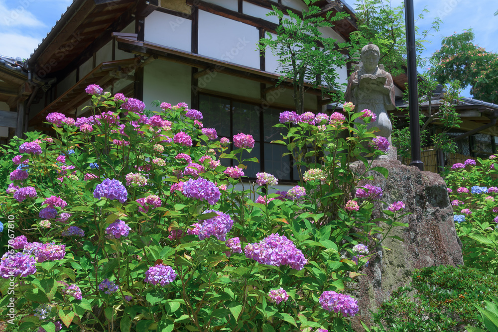 Fototapeta premium 宮城県仙台市 あじさい寺 Hydrangea temple in miyagi japan