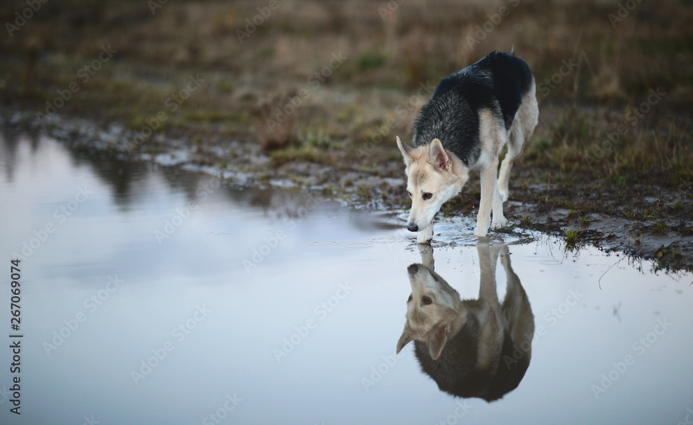 Front view at husky dog dog drinks water from a puddle on a green meadow. Green trees and grass background. Front view at husky dog dog drinks water from a puddle on a green meadow. Green trees and grass background.