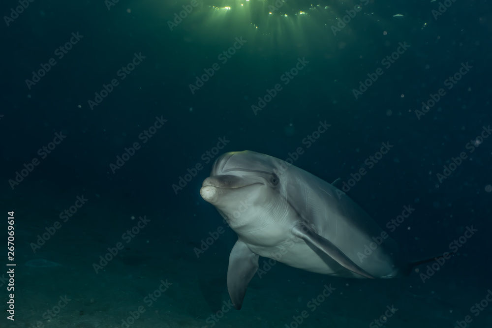 Obraz premium Dolphin swimming with divers in the Red Sea, Eilat Israel