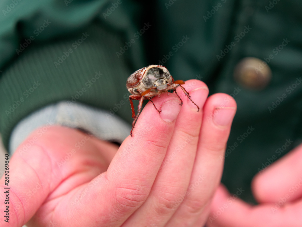 Beautiful Maybug in the hands of a child