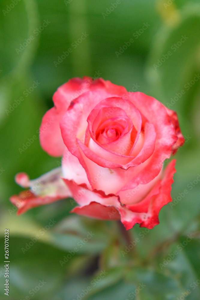 Red rose bud on a stem with leaves on blurred background. Red rose bud on a stem with leaves on blurred background.
