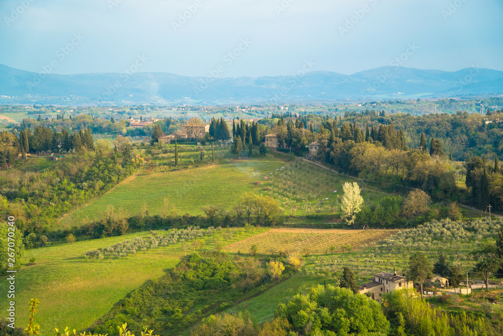 Tuscany, Italy. Vineyards at the Chianti Valley in spring