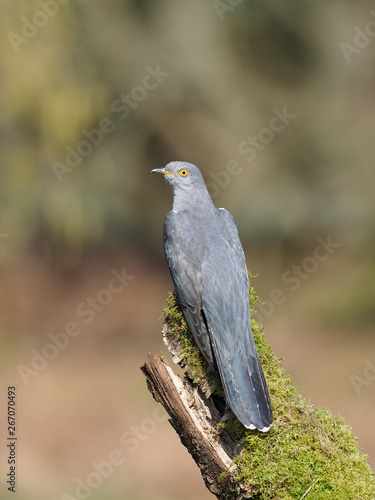 Common cuckoo, Cuculus canorus