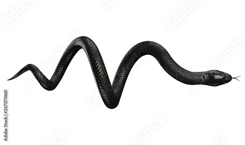 Fotografie, Obraz Black Snake isolated on White Background. 3D illustration