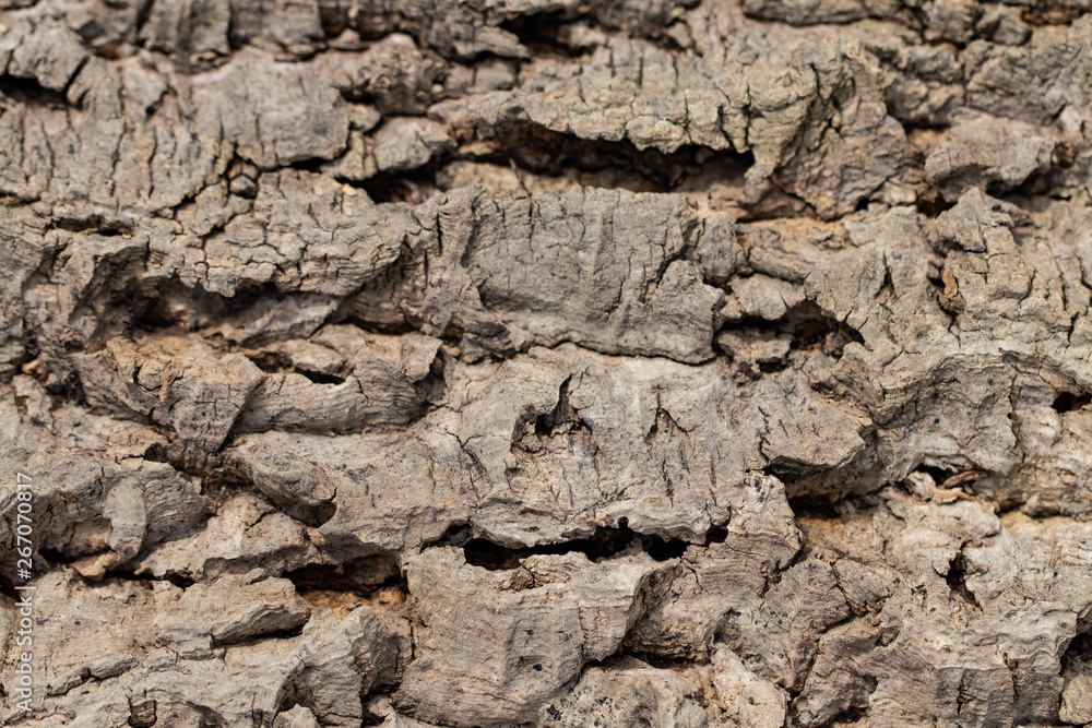 Old wood texture of tree bark closeup Old wood texture of tree bark closeup