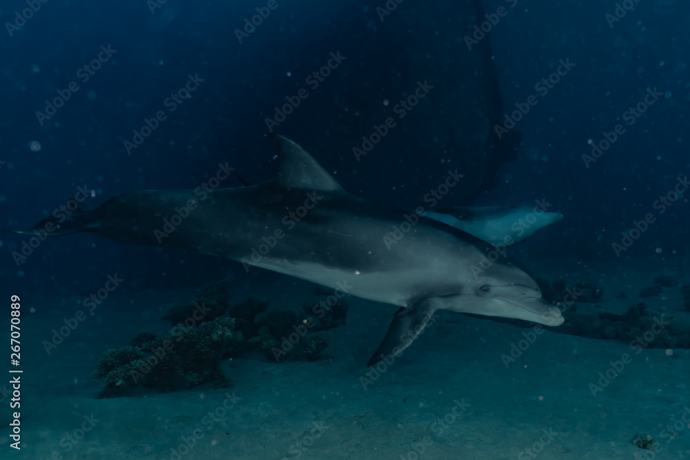 Obraz premium Dolphin swimming with divers in the Red Sea, Eilat Israel