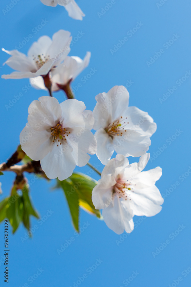 青空に咲く桜 青空に咲く桜
