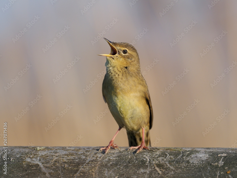 Fototapeta premium Grasshopper warbler, Locustella naevia