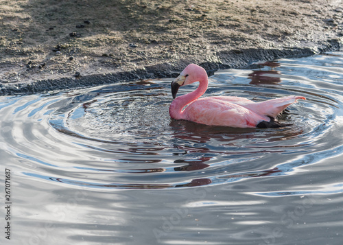 One pink Flamingo glides across the water causing ripples.