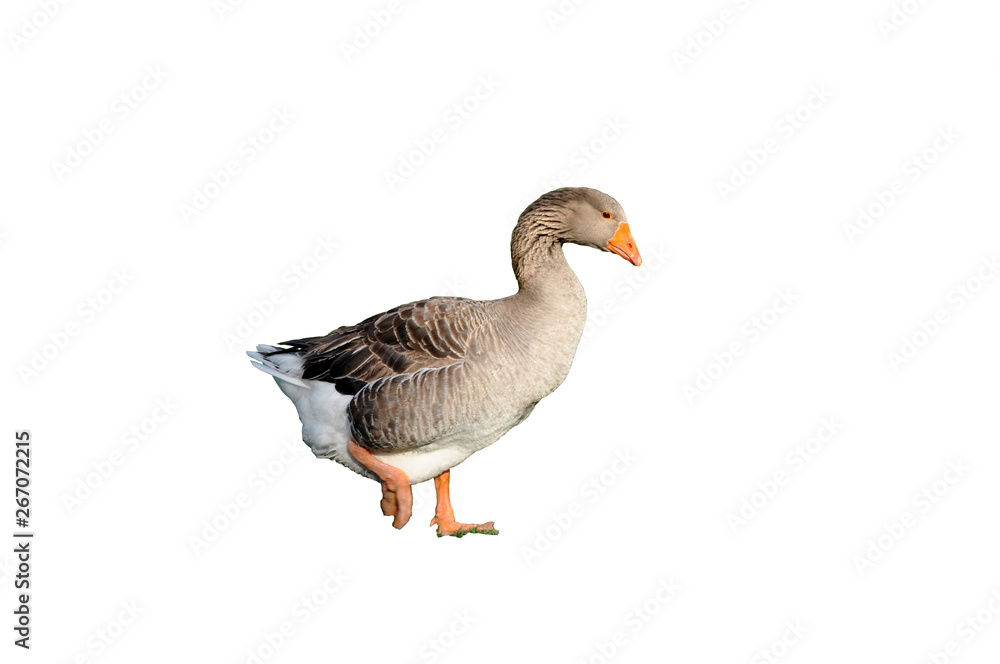 Goose gray on a white background. Space for text. Goose gray on a white background. Space for text.