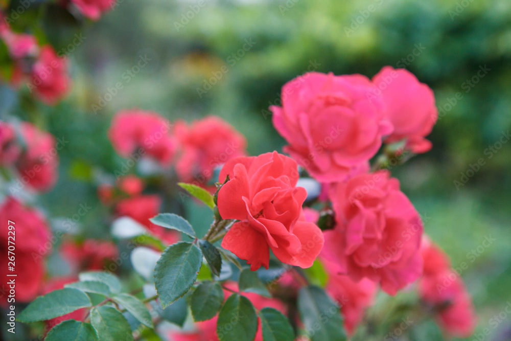 Red roses with blurred green leaves in the background.