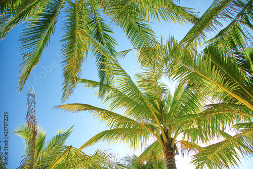 Palm tree with blue sky © JM