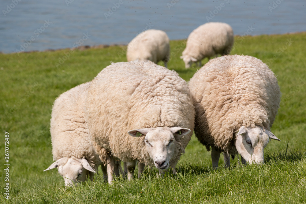 Flock of sheep grazing with water in the background Flock of sheep grazing with water in the background