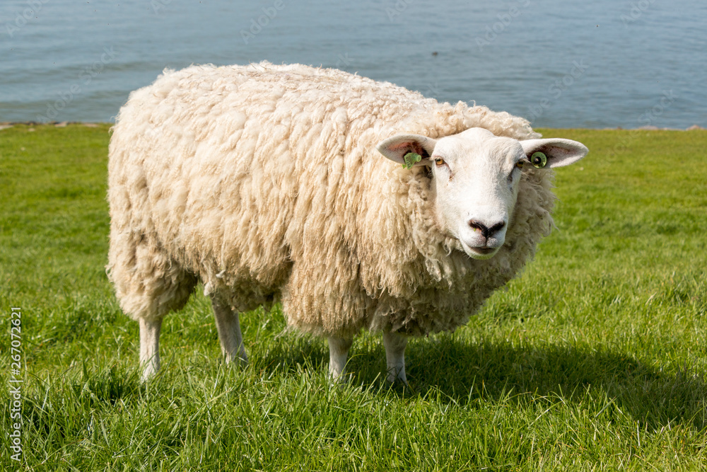 Fototapeta premium Sheep in springtime at the dyke in The Netherlands.