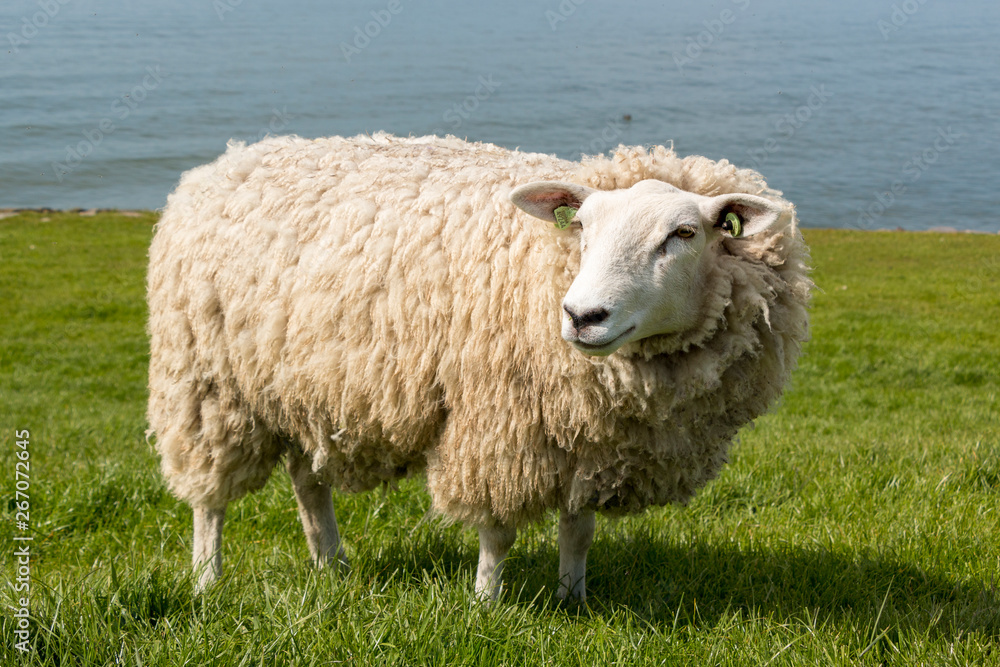 Sheep at the dyke in The Netherlands in springtime Sheep at the dyke in The Netherlands in springtime