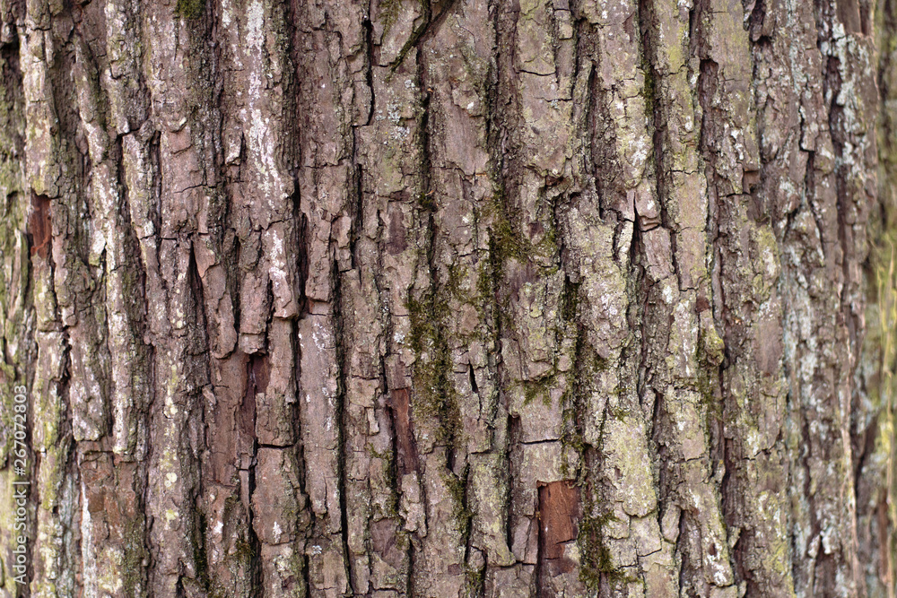 Tree bark texture for backgrounds and natural compositions Tree bark texture for backgrounds and natural compositions