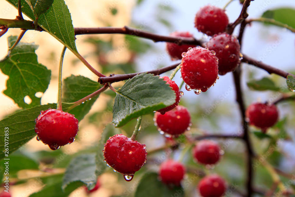 Obraz premium Red cherries on a tree against of green leaves with a blurred background.