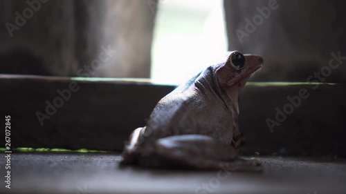 Cute frog just standing still at wooden house. close up. photogenic. 4 photo