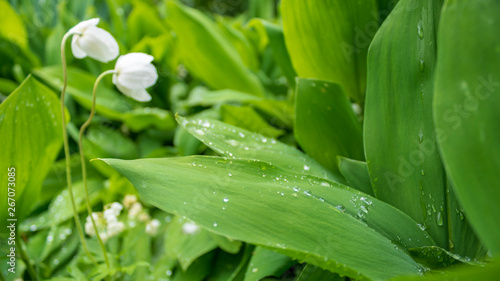 Fototapeta Naklejka Na Ścianę i Meble -  water drops on the leaves of lily of the valley