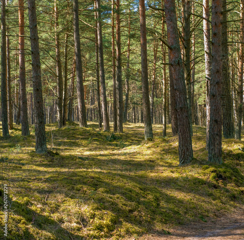 Fototapeta Naklejka Na Ścianę i Meble -  sunny pine forest