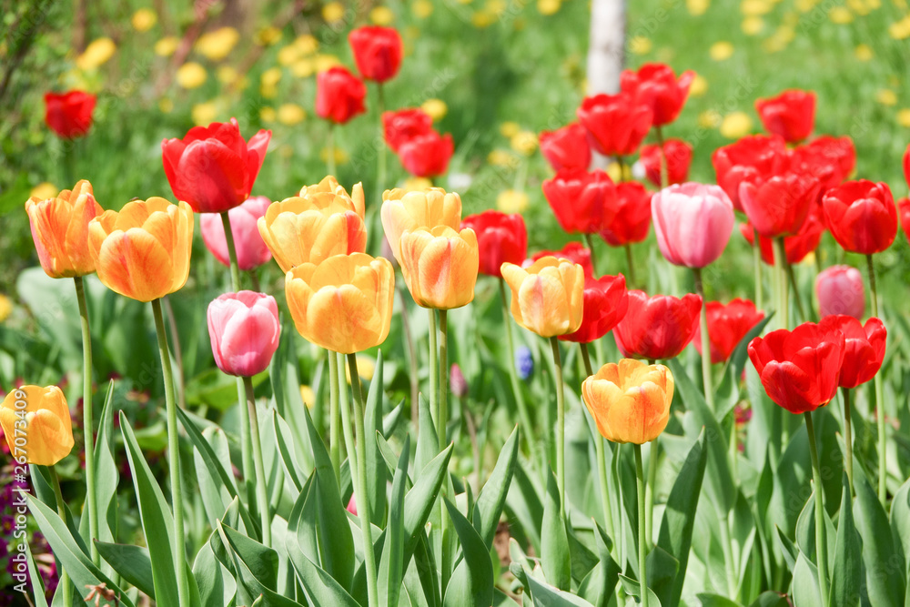 Beautiful yellow and red tulips in the rural Park. Garden flowers.Lots of green vegetation. Beautiful yellow and red tulips in the rural Park. Garden flowers.Lots of green vegetation.