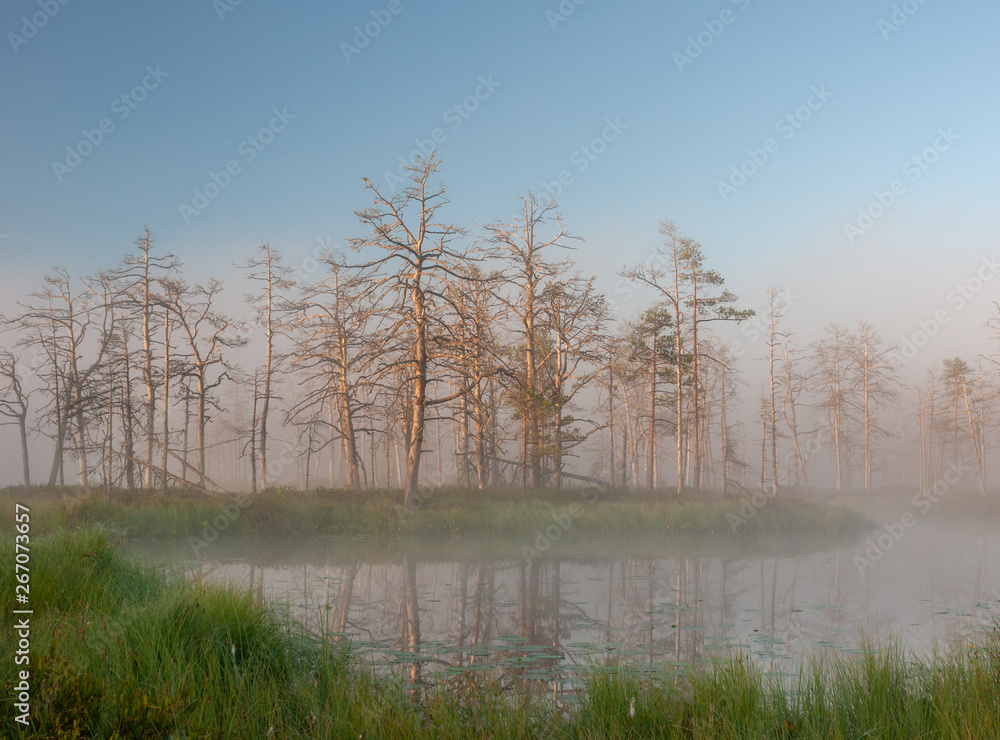 misty summer landscape. Morning fog, swamp lake and forest. Cenas tirelis, Latvia misty summer landscape. Morning fog, swamp lake and forest. Cenas tirelis, Latvia