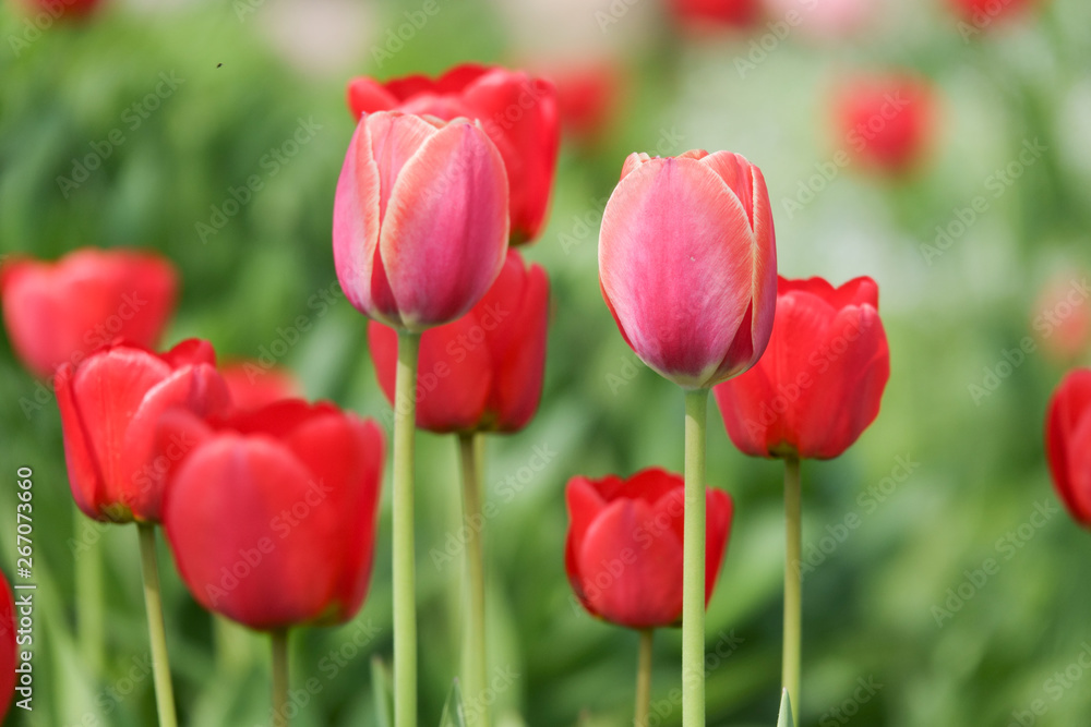 Beautiful yellow and red tulips in the rural Park. Garden flowers.Lots of green vegetation. Beautiful yellow and red tulips in the rural Park. Garden flowers.Lots of green vegetation.