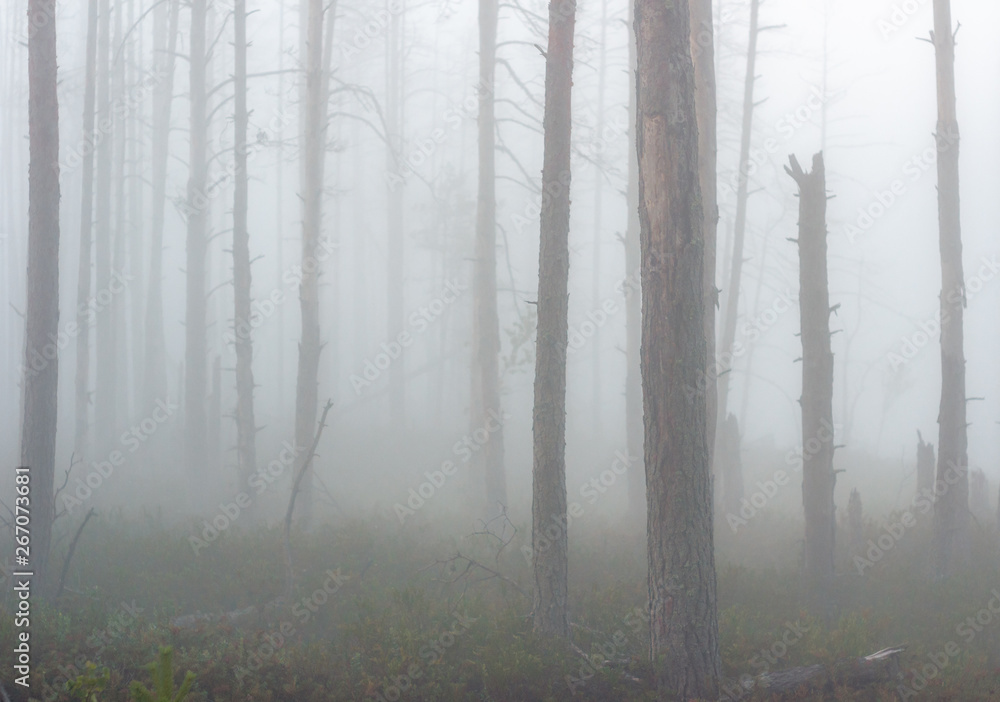 Naklejka premium early morning. misty forest in the Latvia. Cenas tirelis