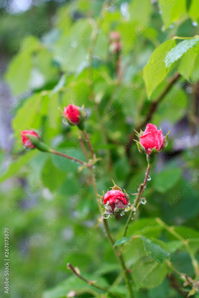 Red rose buds on stems with leaves on blurred background. Red rose buds on stems with leaves on blurred background.