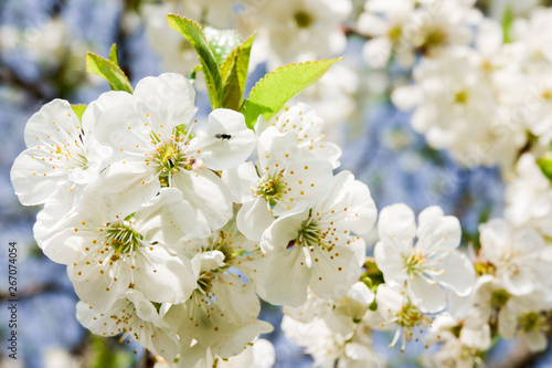 Flowers of the cherry blossoms on a spring day